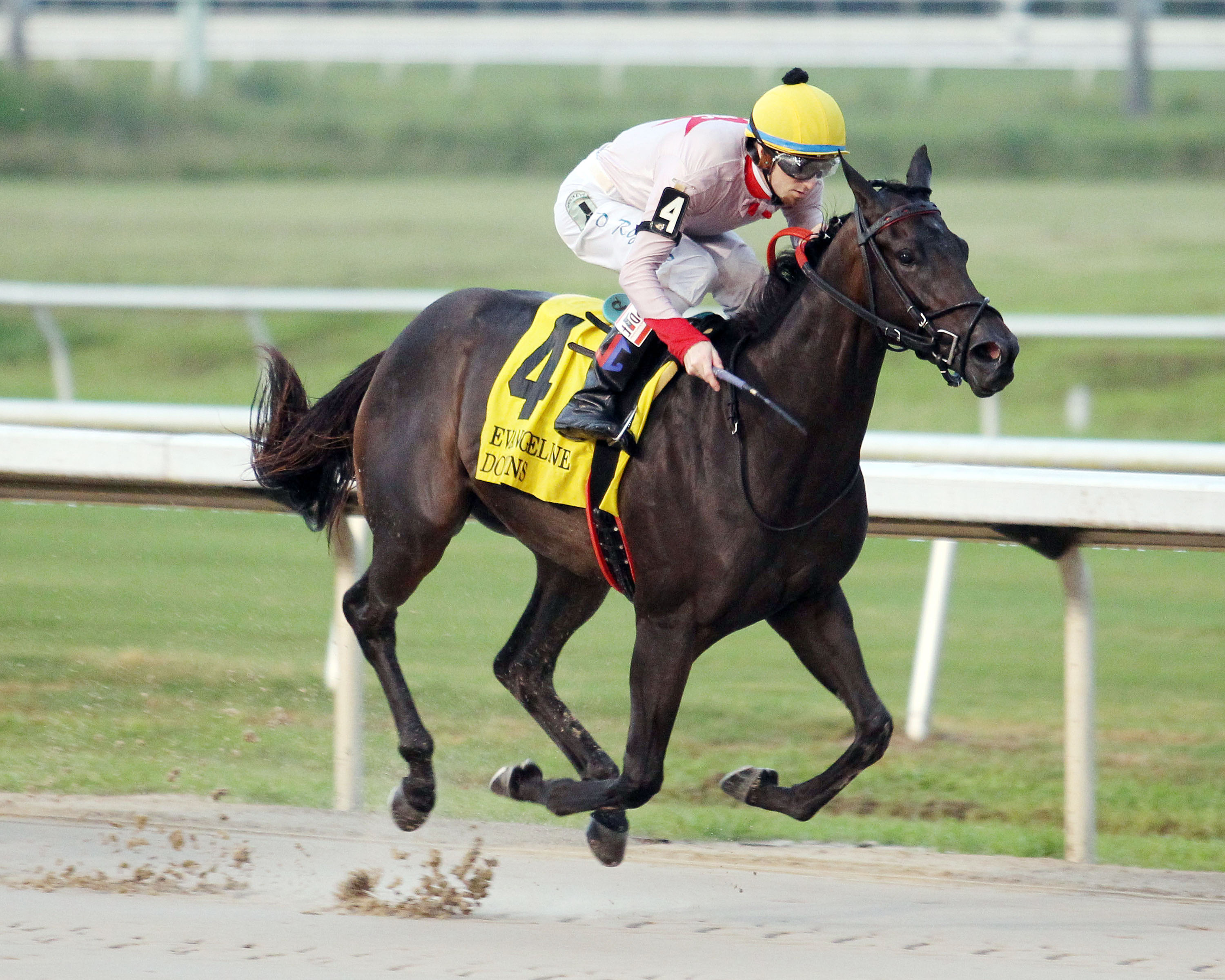 She'screative wins the 2017 D.S. "Shine" Young Futurity Stakes
