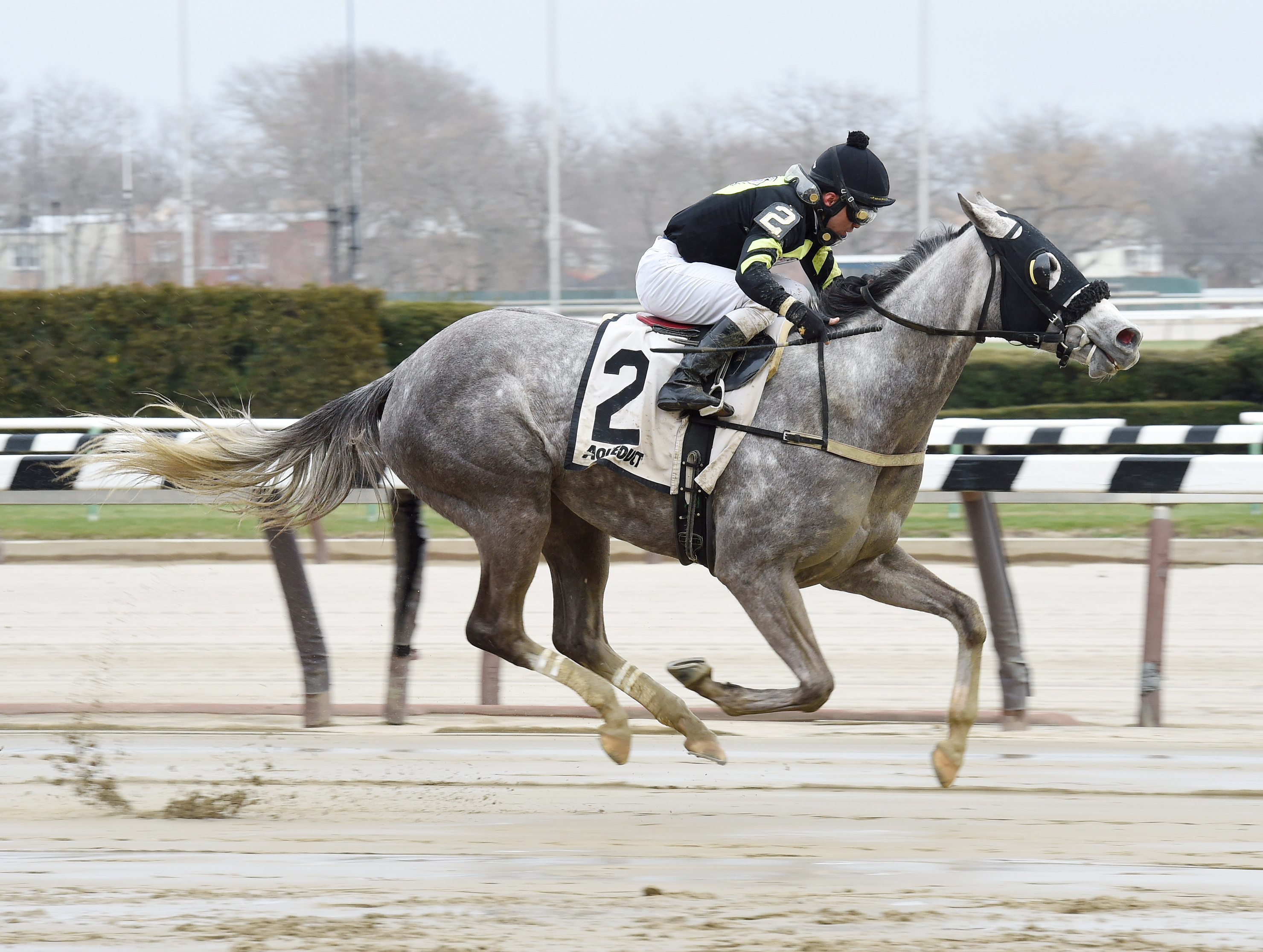 She-s So Fine wins the 2017 Karakorum Elektra Stakes