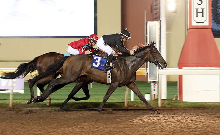 She's All Wolfe wins an August 2019 maiden race at Remington Park