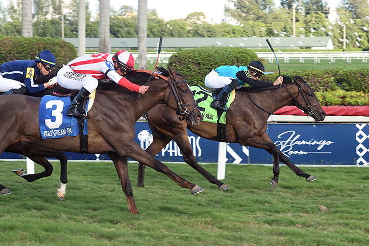She's My Type wins the 2020 Ginger Brew Stakes at Gulfstream Park