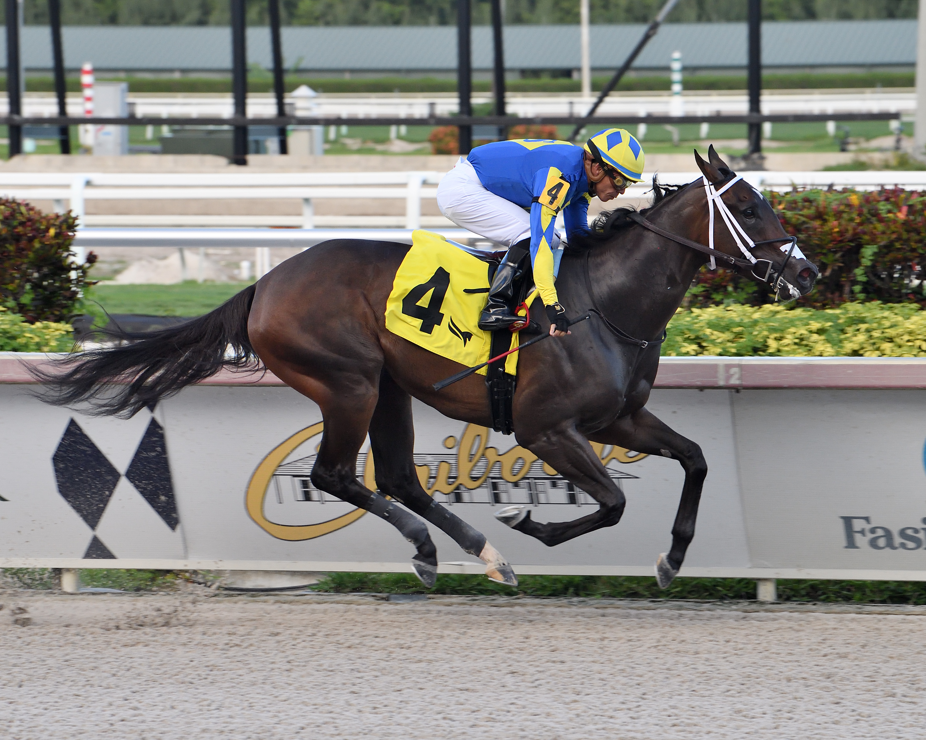 Shea D Summer wins Azalea 8-7-2021