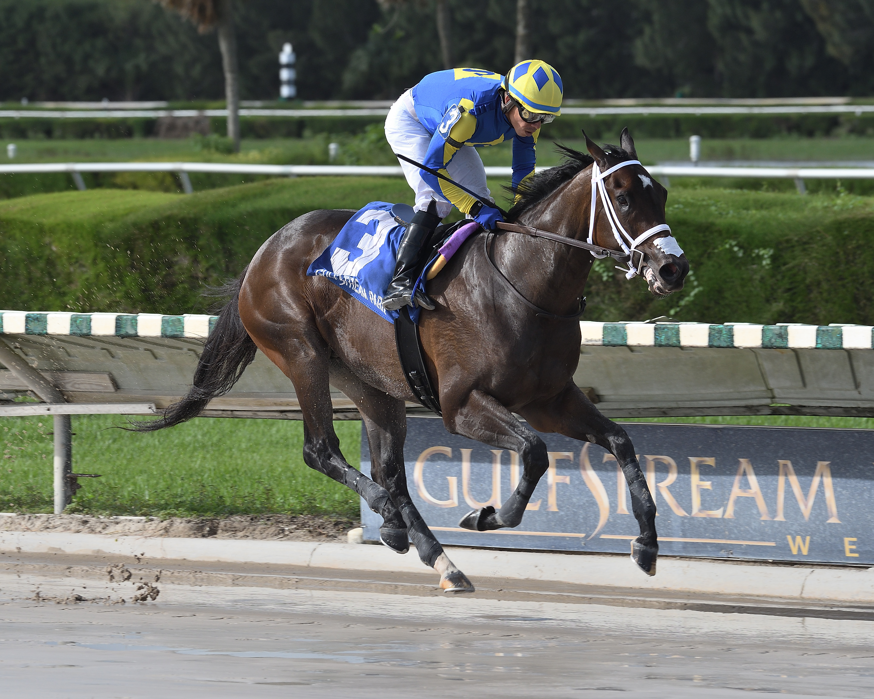 Shea D Summer, Juvenile Fillies Sprint GPW