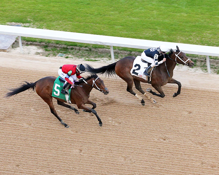 Shedaresthedevil (right) wins the 2020 Honeybee Stakes at Oaklawn