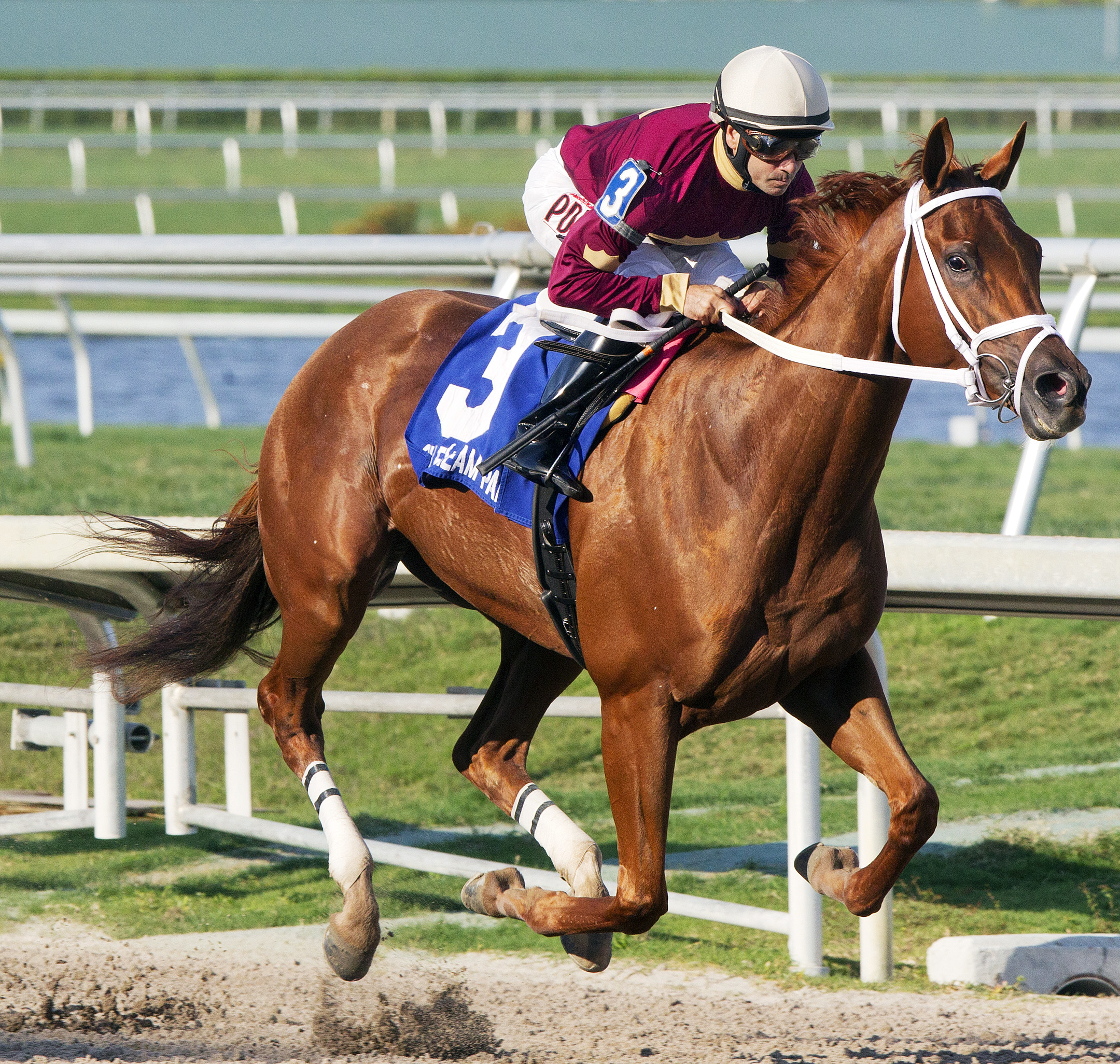 Sheer Drama wins the Royal Delta Stakes