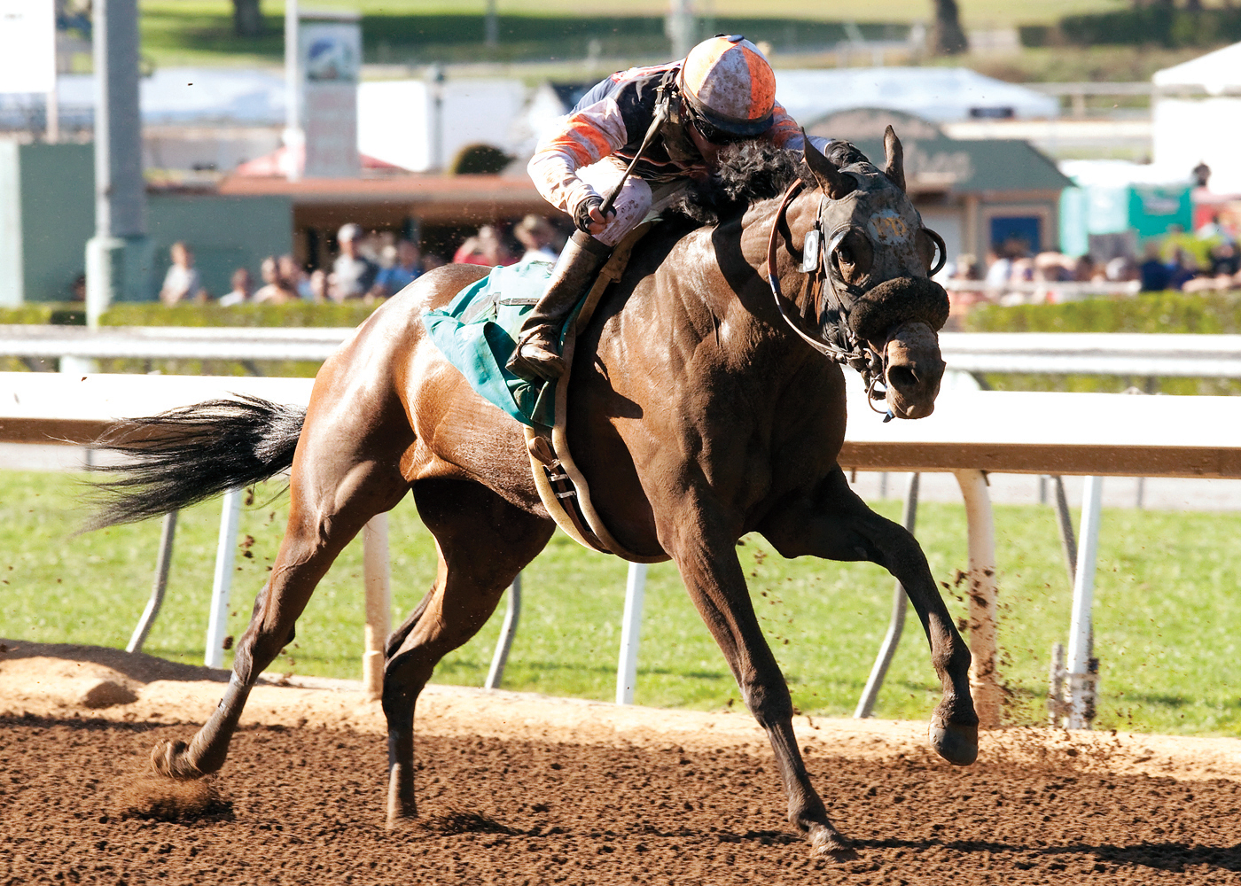 Sheer Pleasure wins the Evening Jewel