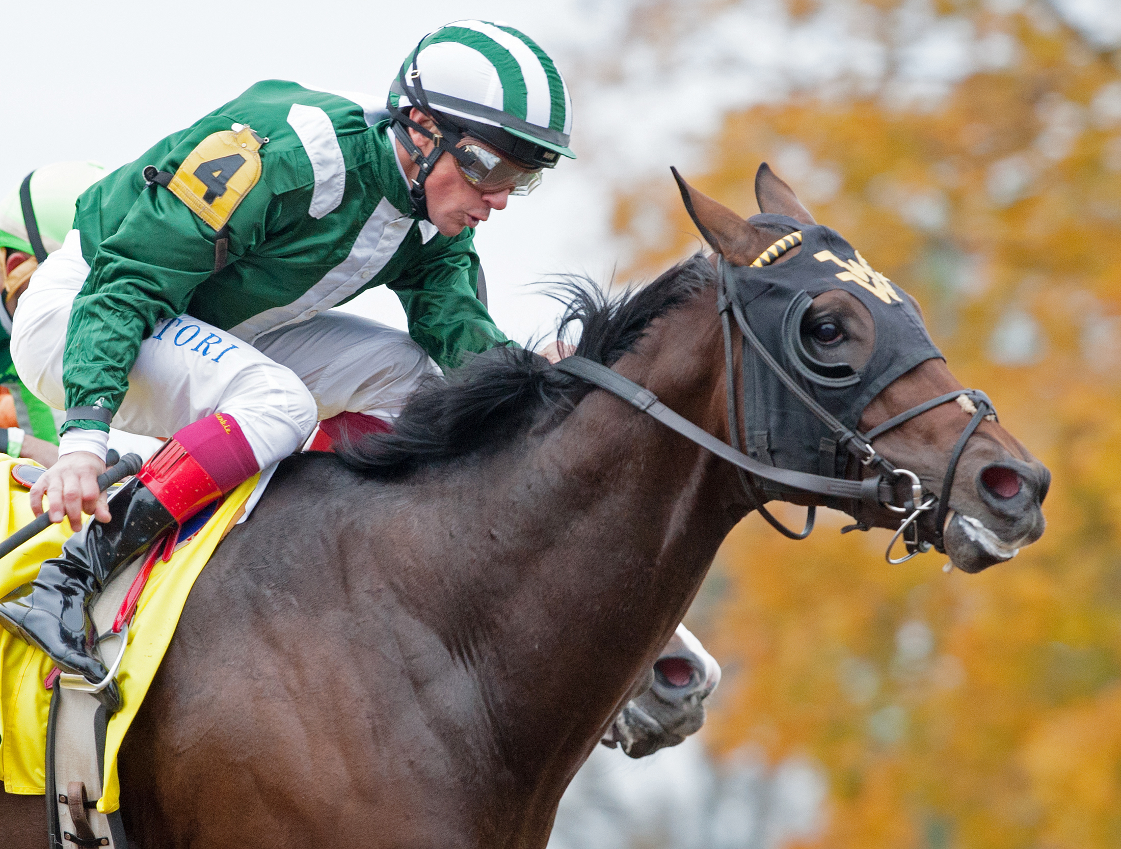 Sheikh of Sheikhs wins the 2015 Juvenile Dirt Sprint Stakes