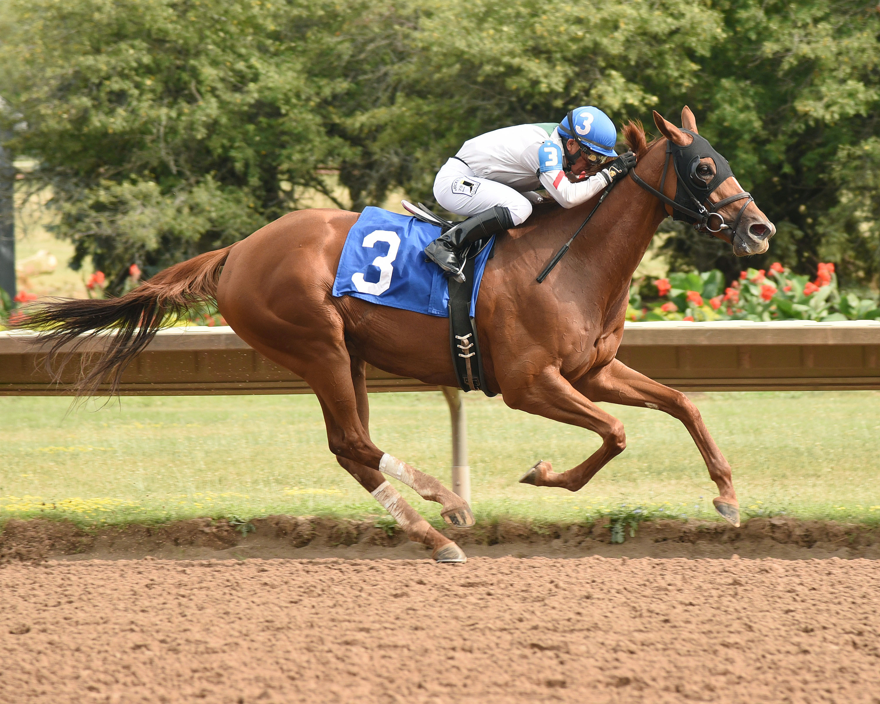 Sheriffa wins the Jack Betta Be Rite Stakes
