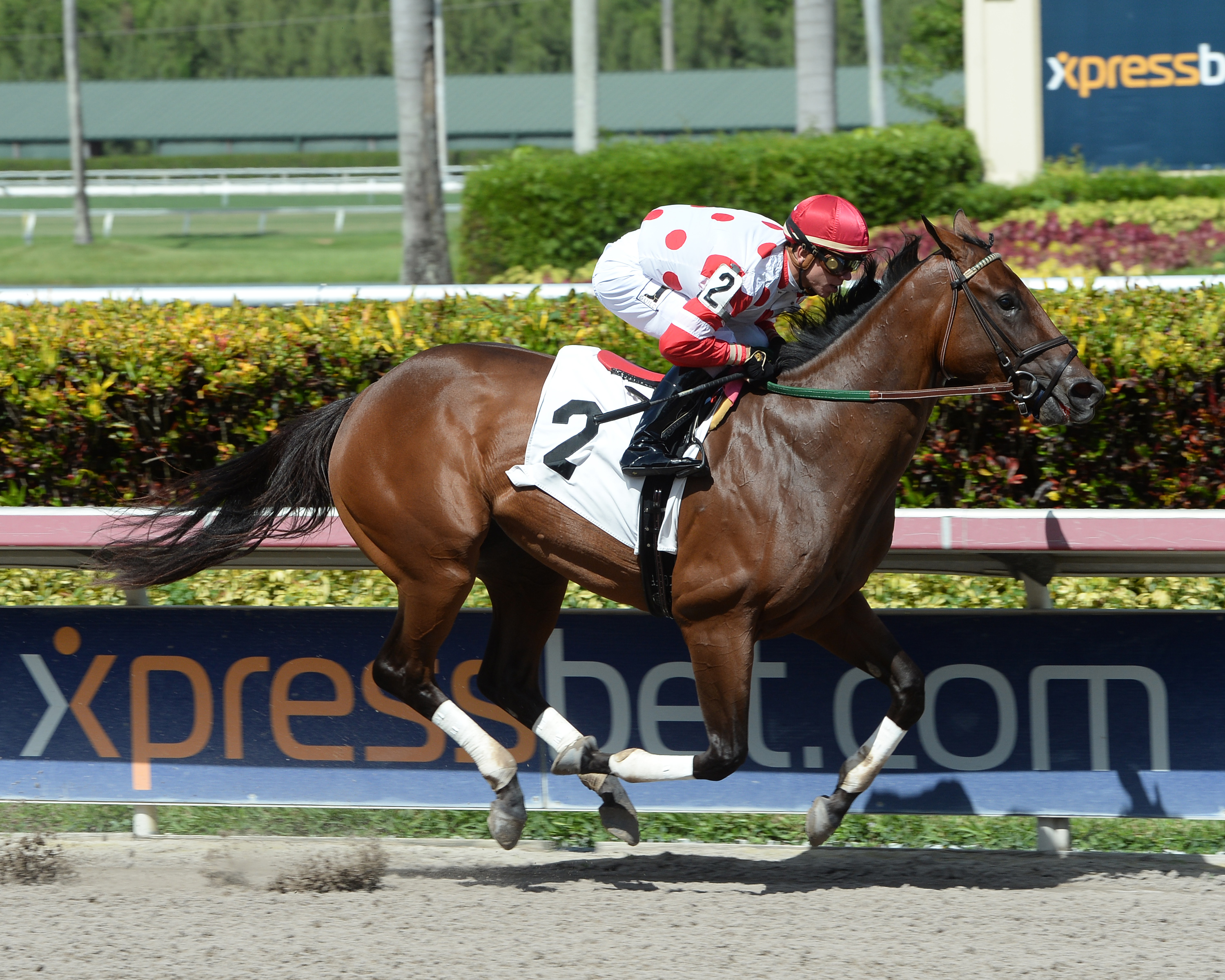 Shes Got the Look wins an August 2016 maiden race