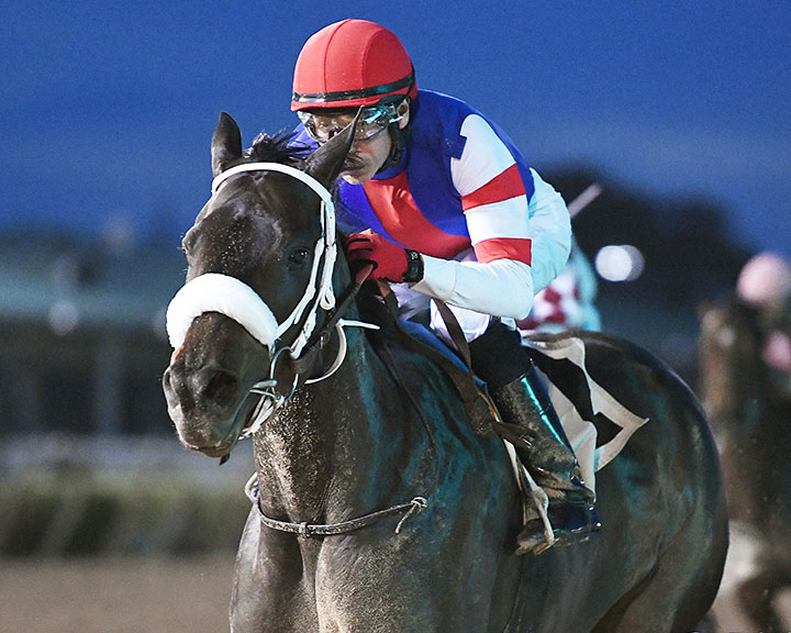 Shes Our Fastest wins the 2019 Yellow Rose Stakes