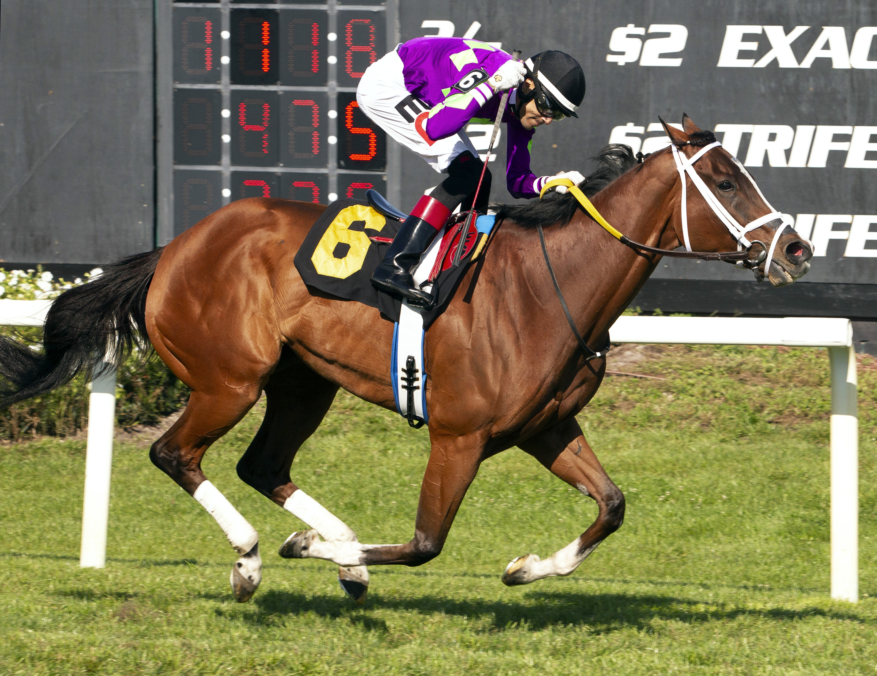 Shifty She - Sophomore Turf Distaff 2022