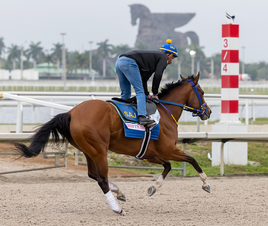 Shifty She trains at Gulfstream Park on Jan. 27