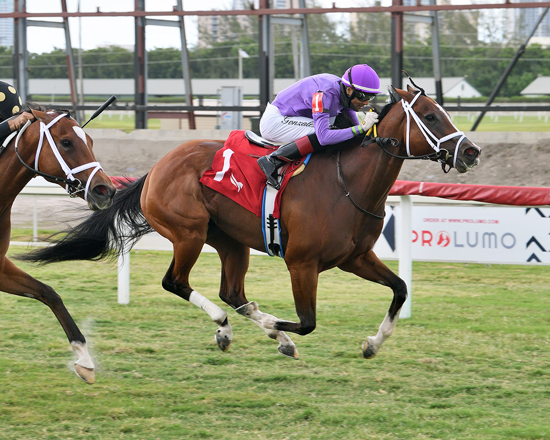 Shifty She wins the 2021 Ginger Punch Stakes at Gulfstream Park