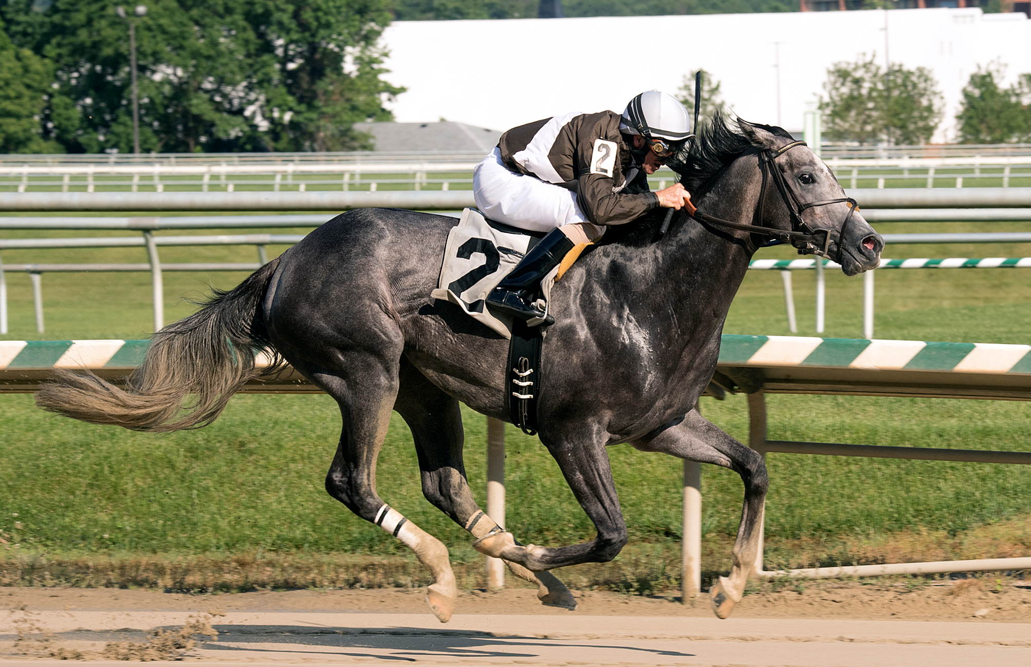Shimmering Aspen wins the Alma North Stakes
