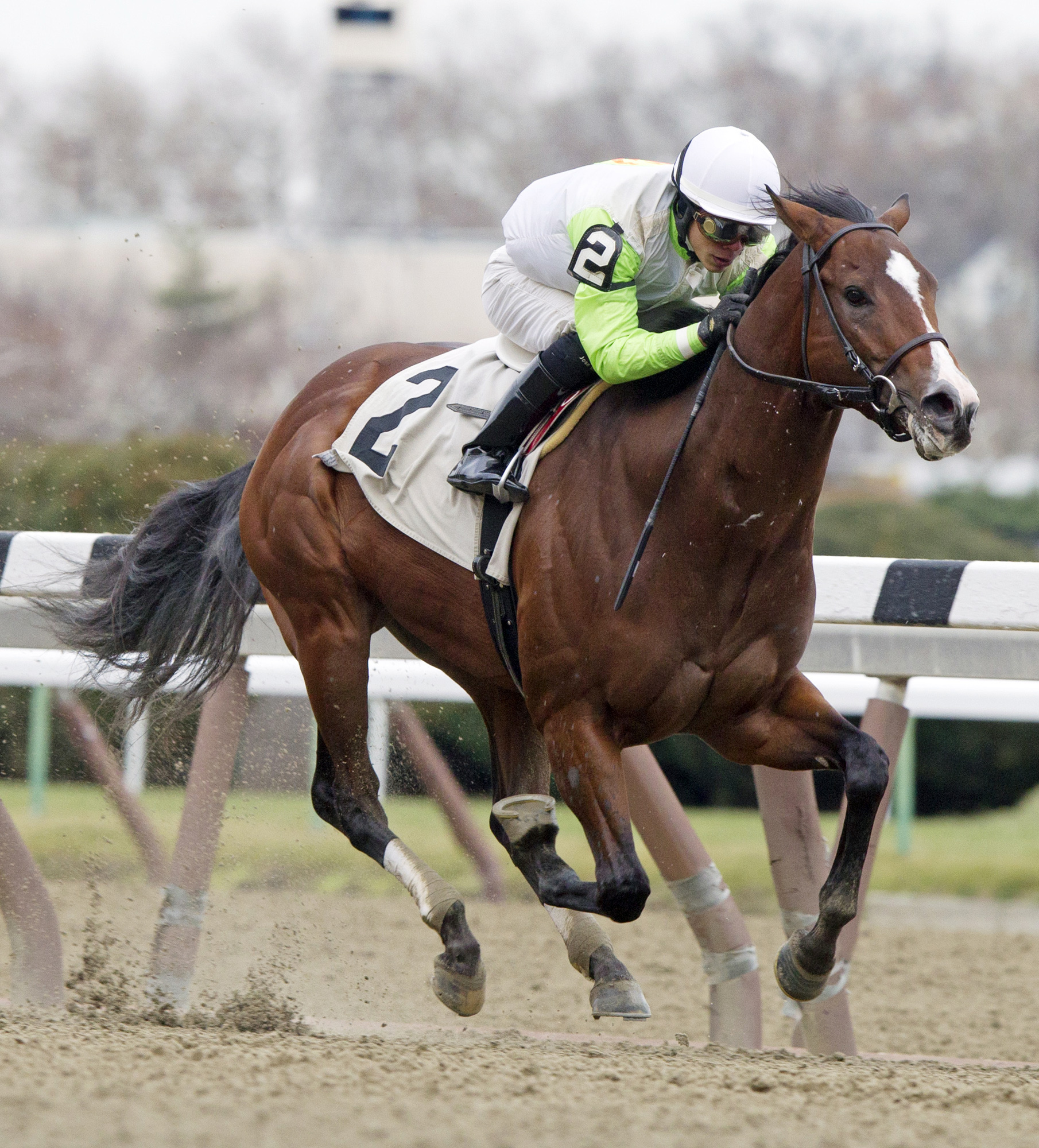 Ship Disturber wins a maiden race