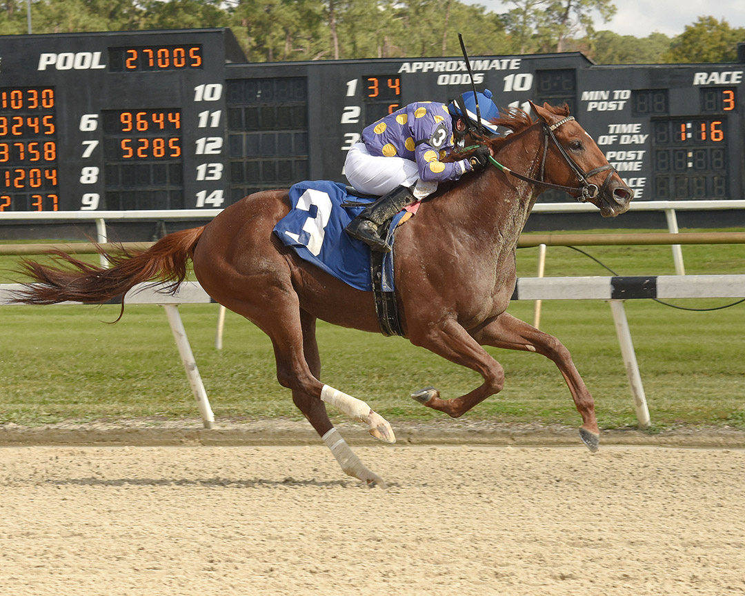 Shivaree wins the 2020 Marion County Stakes at Tampa Bay Downs