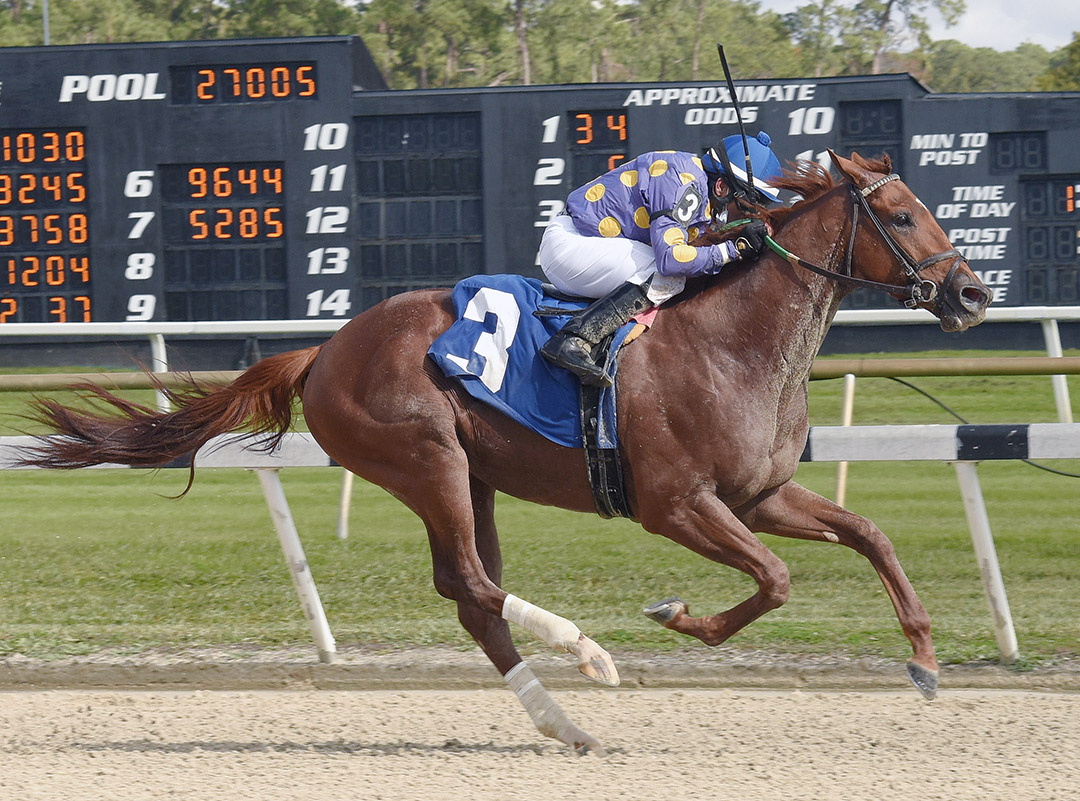 Shivaree wins the 2020 Marion County Stakes at Tampa Bay Downs