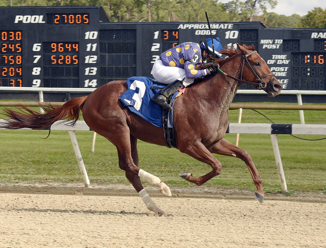 Shivaree wins the 2020 Marion County Stakes at Tampa Bay Downs