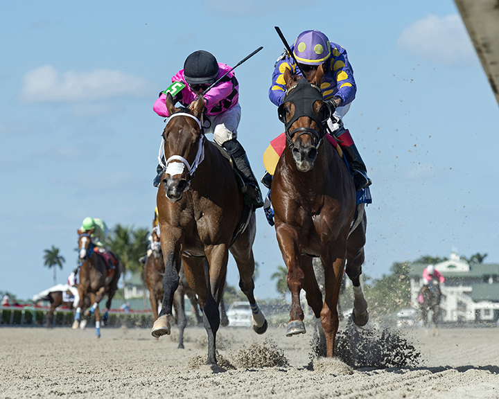 Shivaree (right) wins the 2019 Buffalo Man Stakes at Gulfstream Park
