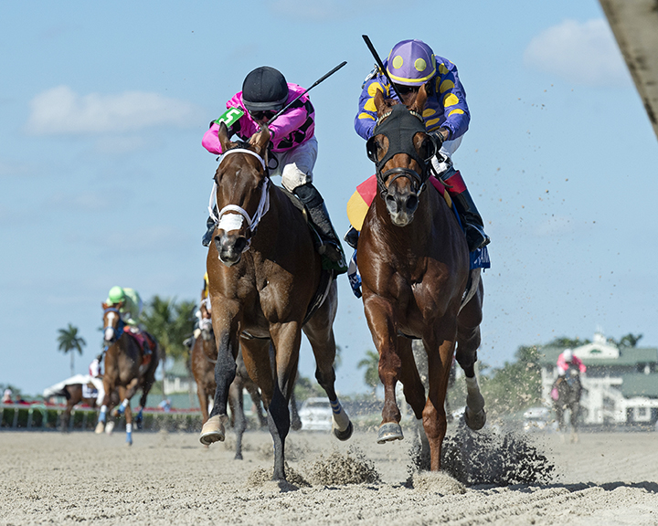 Shivaree (right) wins the 2019 Buffalo Man Stakes at Gulfstream Park