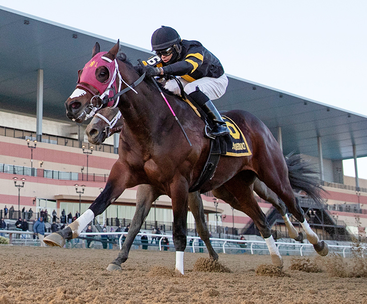 Shotski wins the 2019 Remsen Stakes at Aqueduct Racetrack