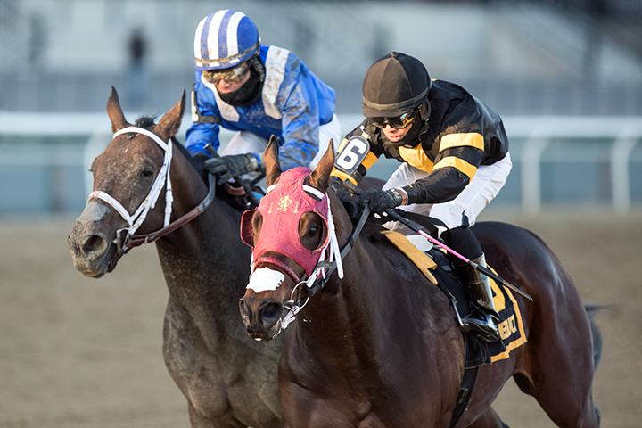 Shotski (right) wins the 2019 Remsen Stakes at Aqueduct Racetrack