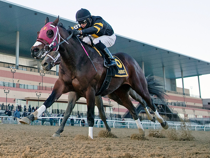 Shotski wins the 2019 Remsen Stakes at Aqueduct Racetrack
