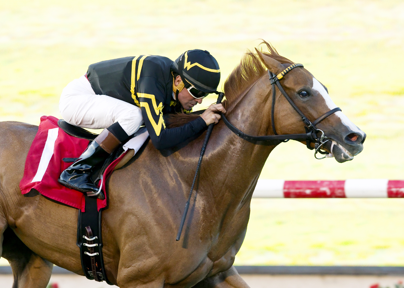 Shrinking Violet wins the 2015 Daisycutter