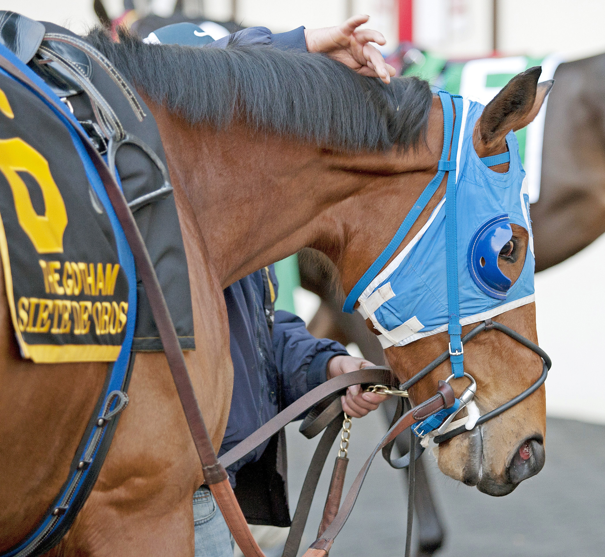 Siete de Oros after the 2013 Gotham