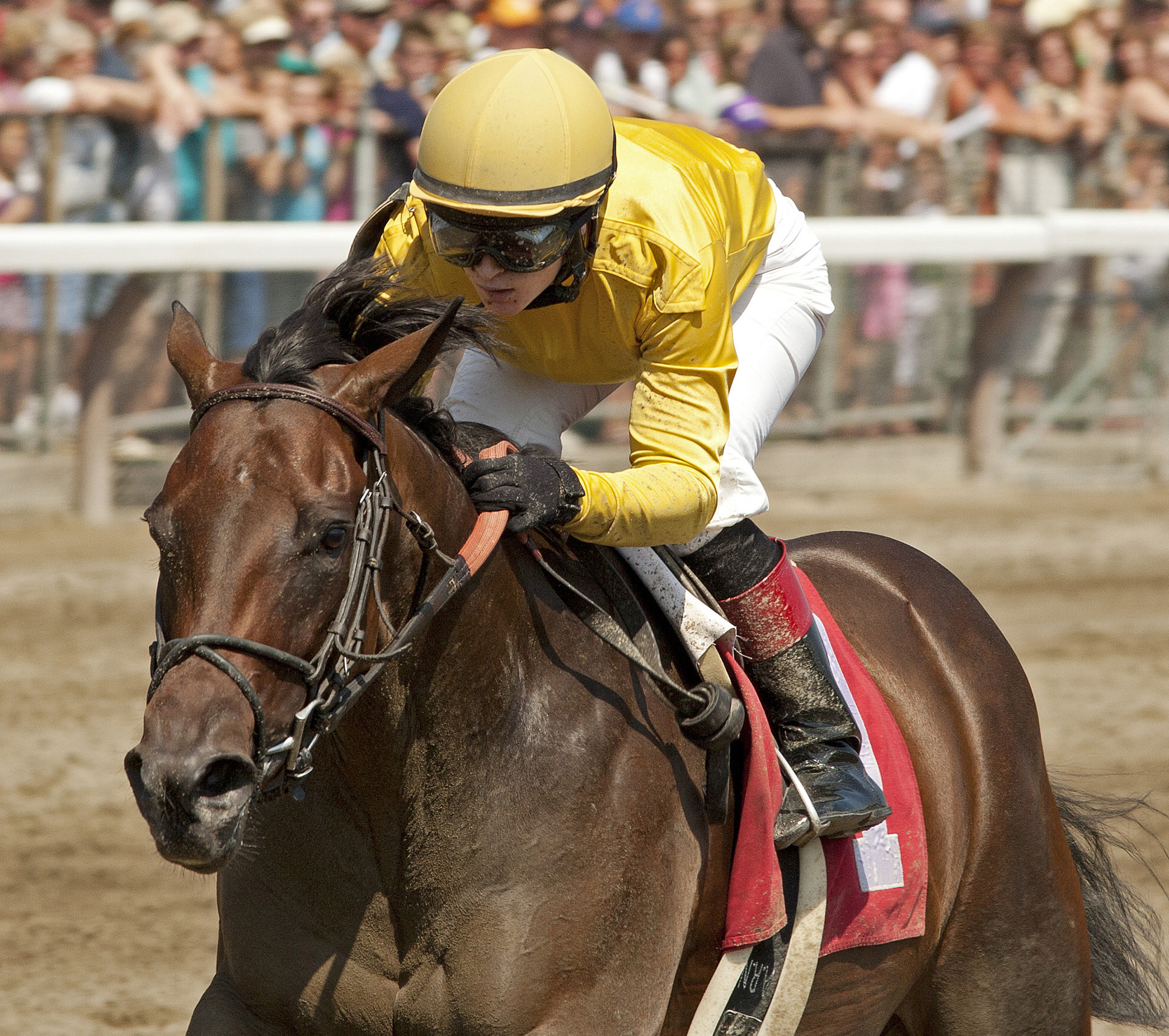 Sign wins a maiden race in 2012