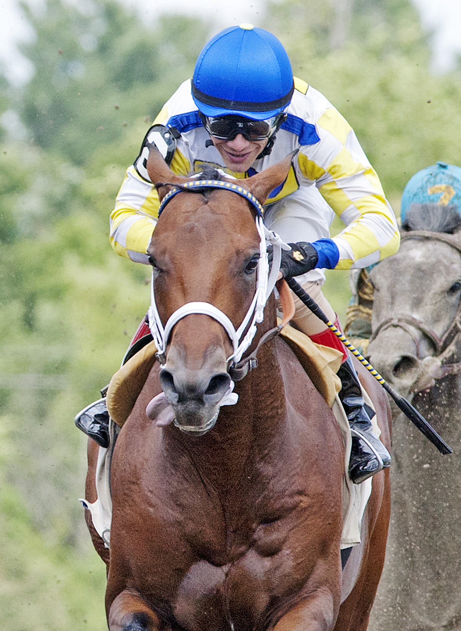 Signature Cat finishes second in a 2014 maiden race