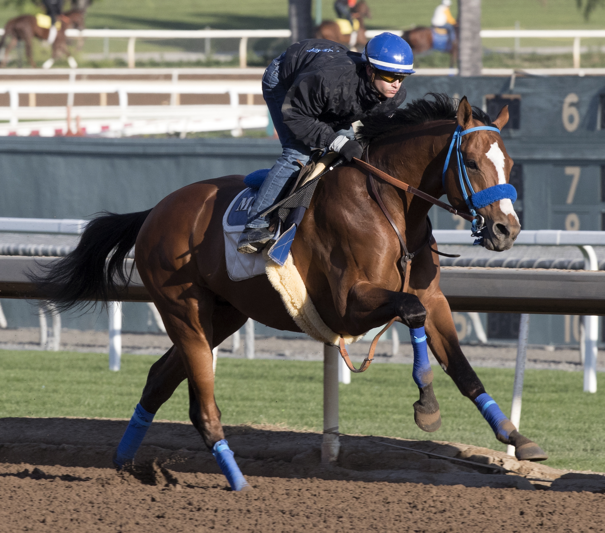 Silent Bird trains at Santa Anita on Feb. 16