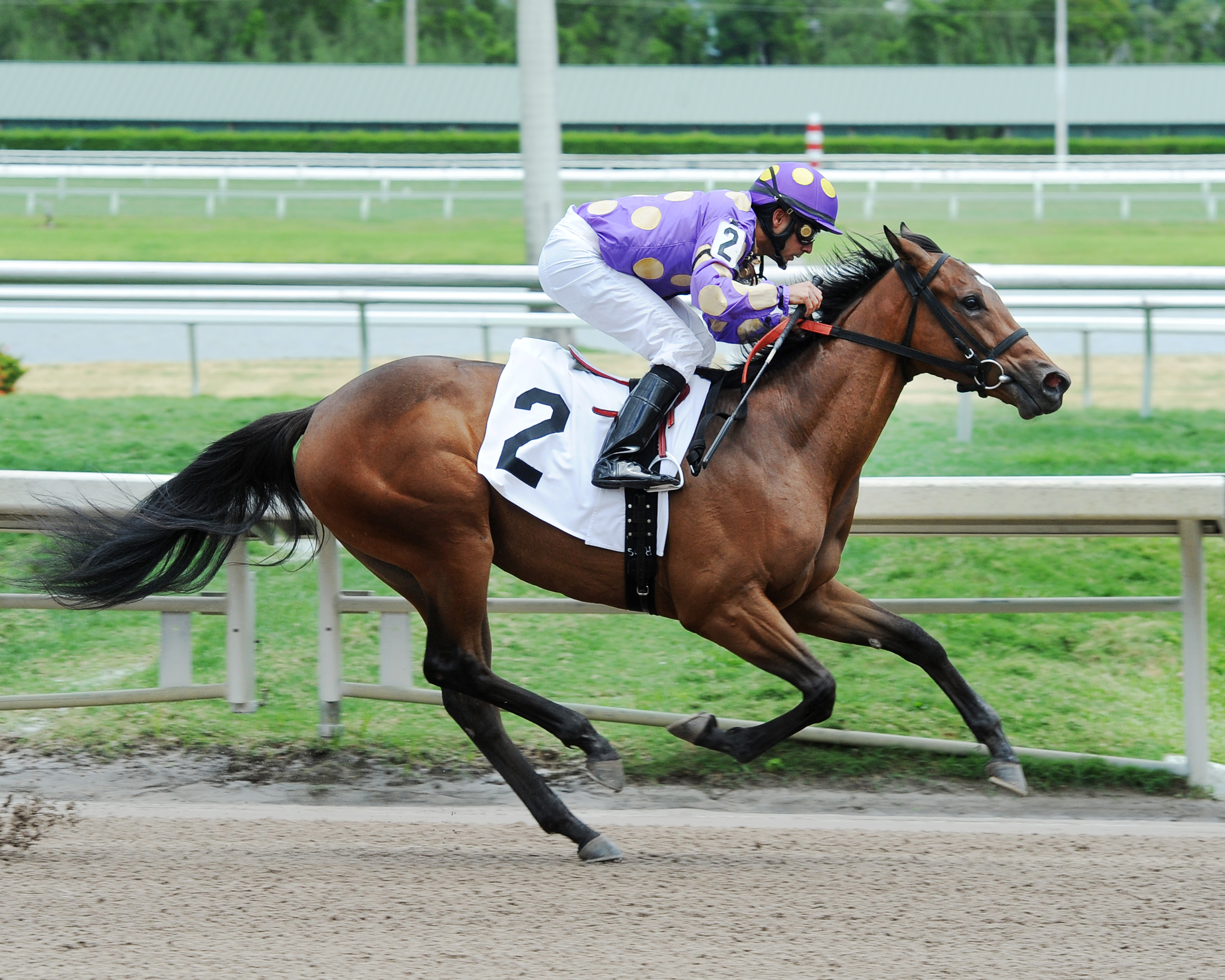 Silent Prayer wins a maiden race