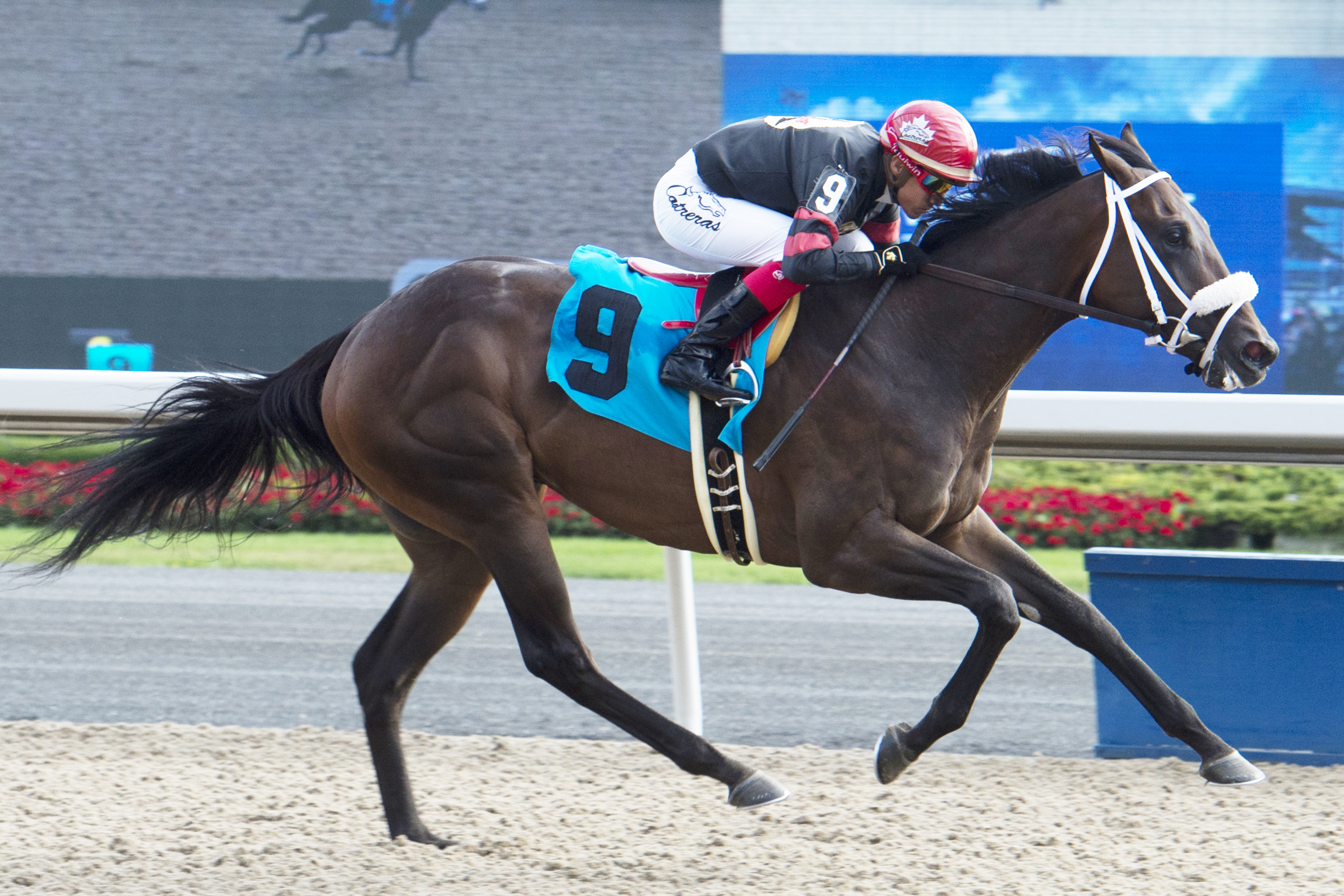Silent Sting wins an Oct. 7 maiden race