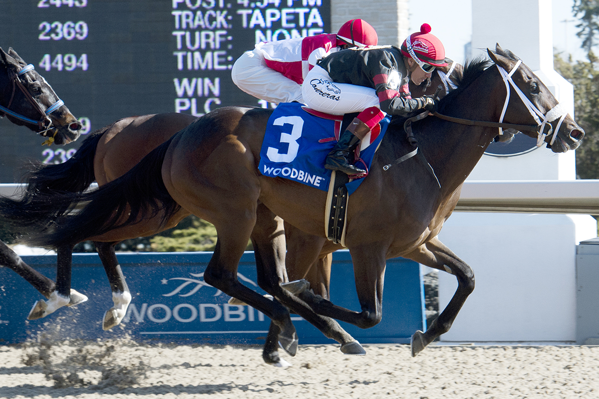 Silent Sting wins the 2018 Queenston Stakes