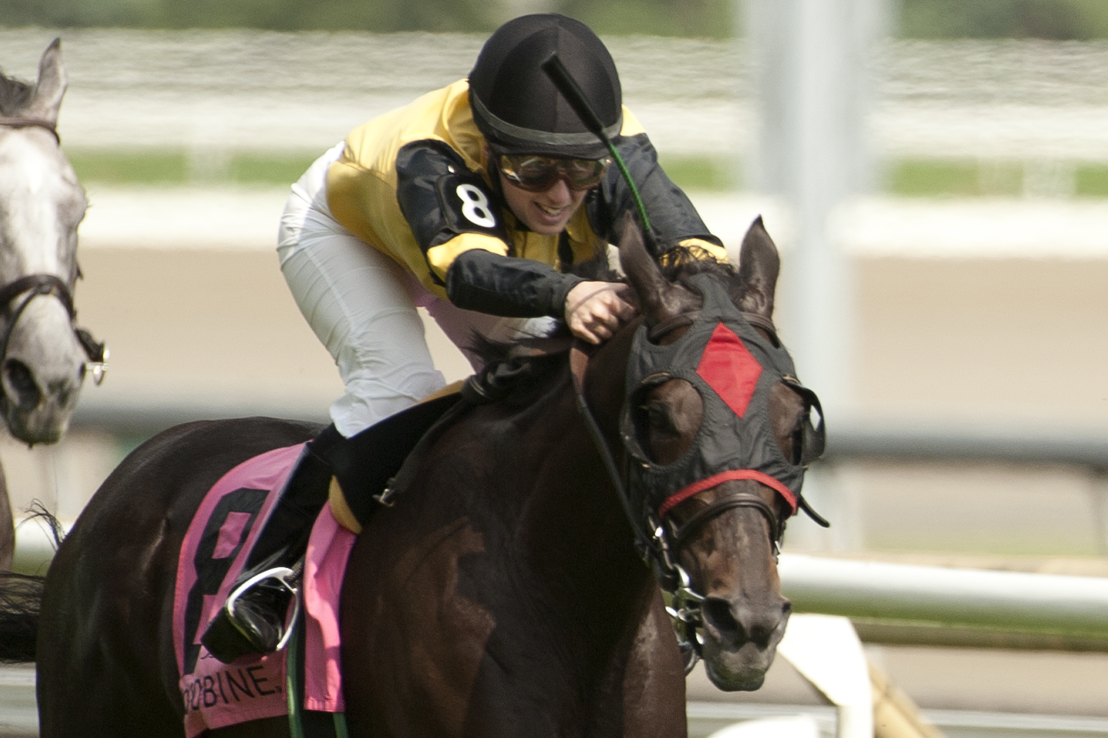 Silent Treat wins 2014 Zadracarta