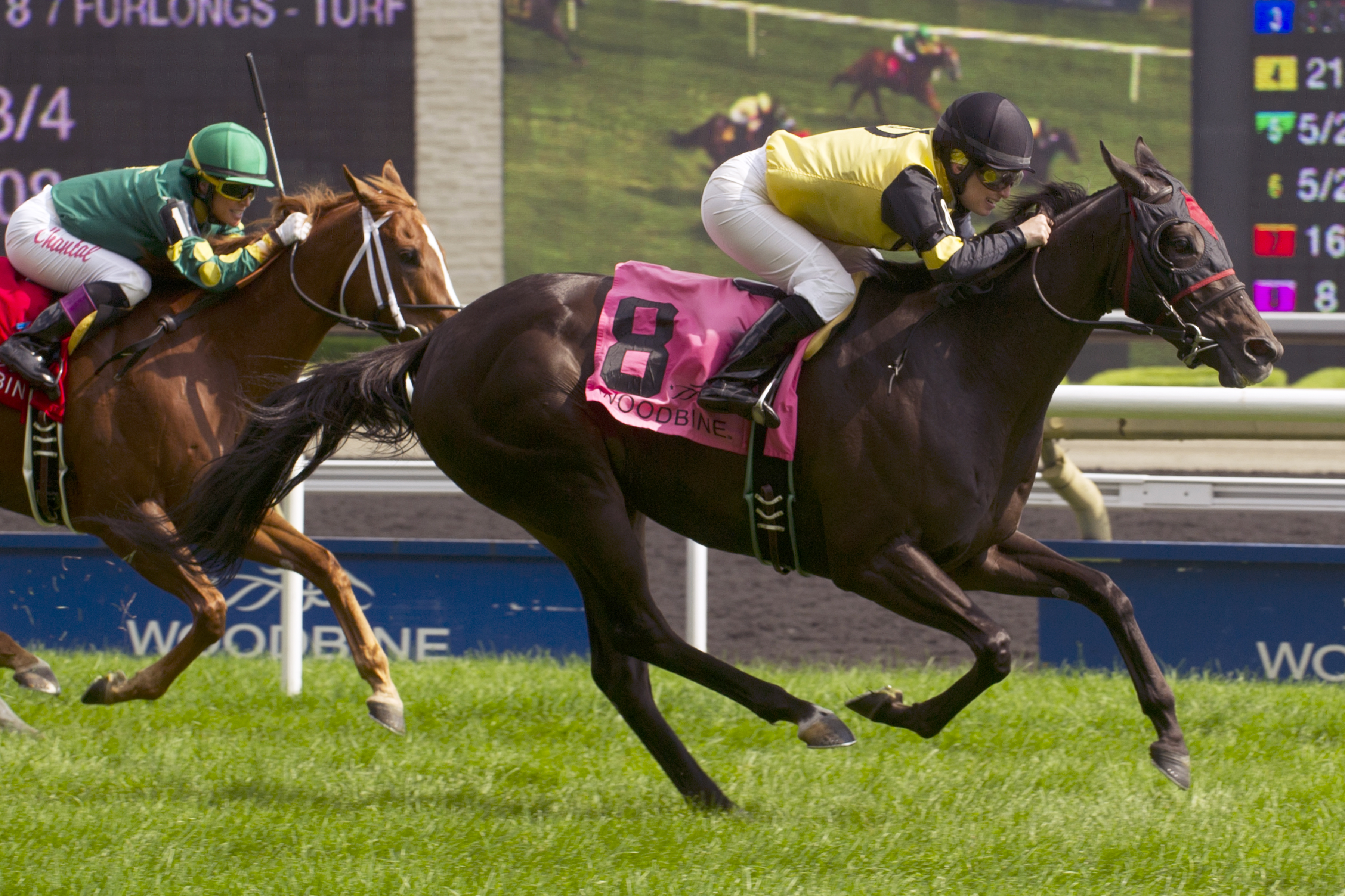 Silent Treat wins the Zadracarta