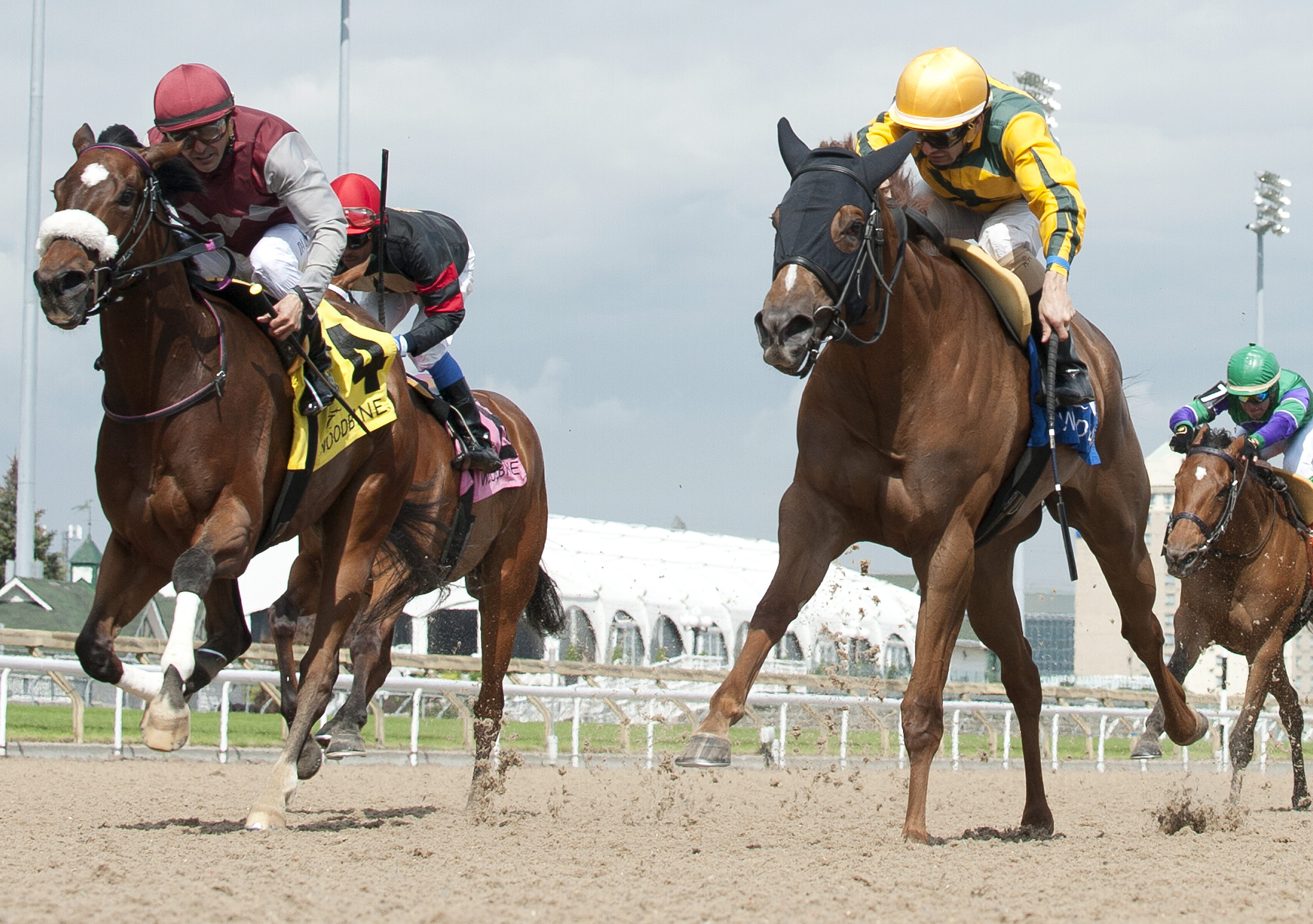 Little Christy finishes second in the 2017 Lady Angela Stakes