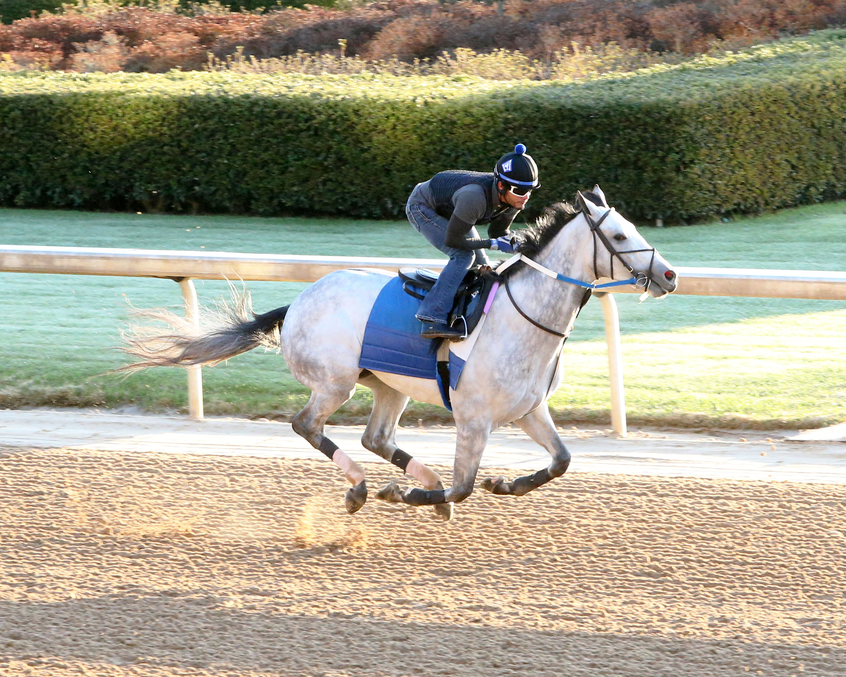 Silver Prospector, training at Oaklawn