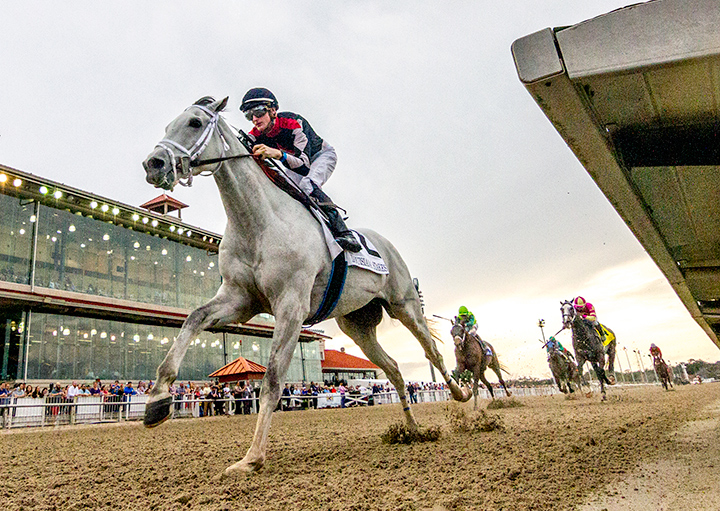 Silver Dust wins the 2020 Louisiana Stakes at Fair Grounds