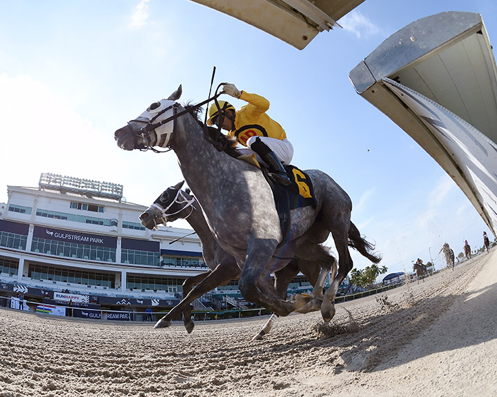 Silverly Enough wins an April 4 sprint at Gulfstream Park