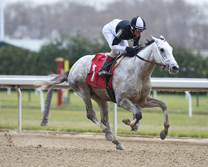 Singapore Trader wins a Nov. 30 allowance race at Aqueduct
