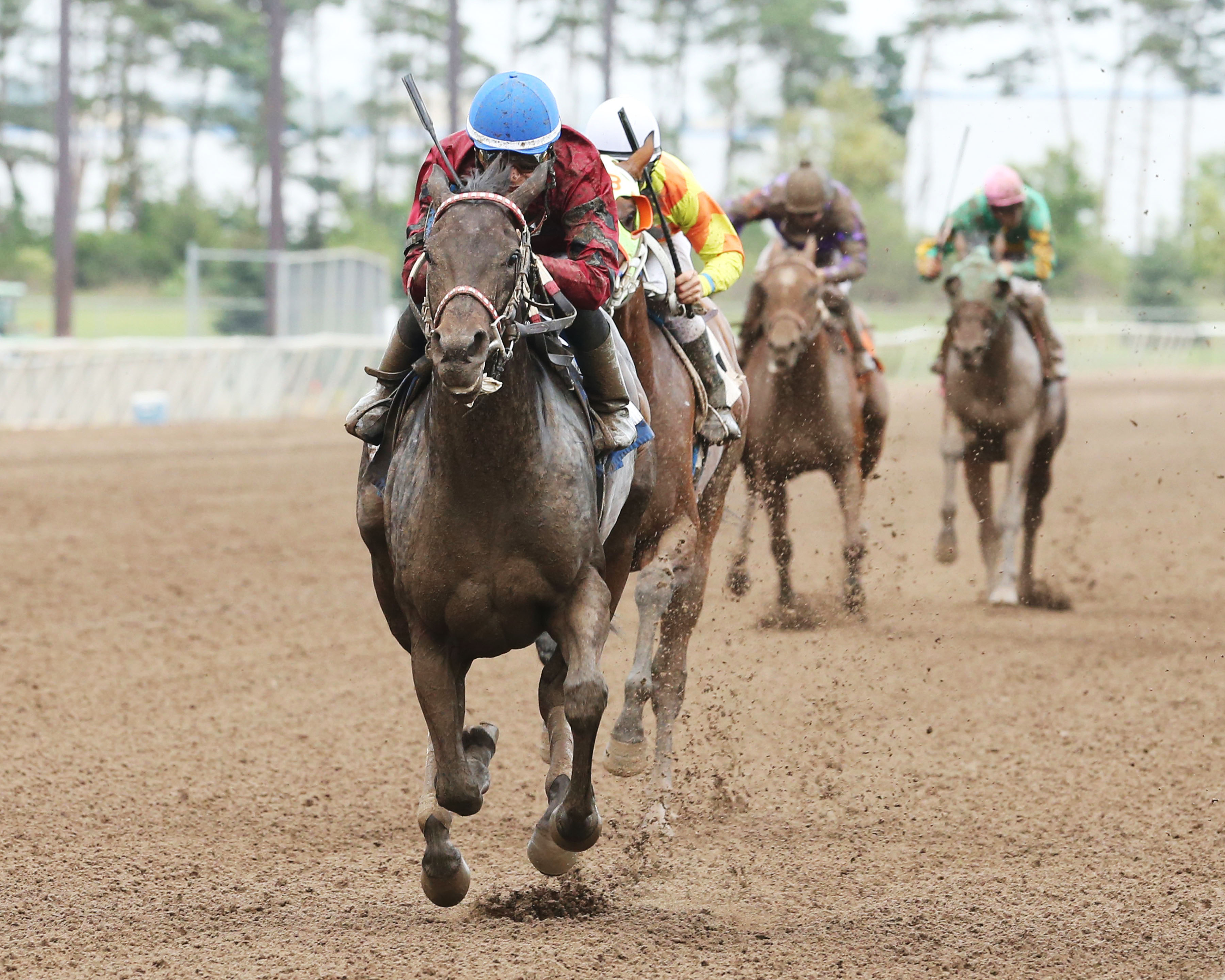Sioux Appeal wins the 2014 Northern Lights Debutante