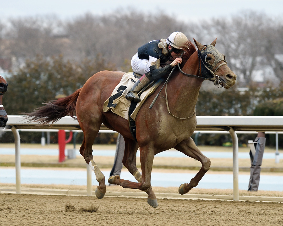 Sir Winston wins a Jan. 31 allowance at Aqueduct Racetrack