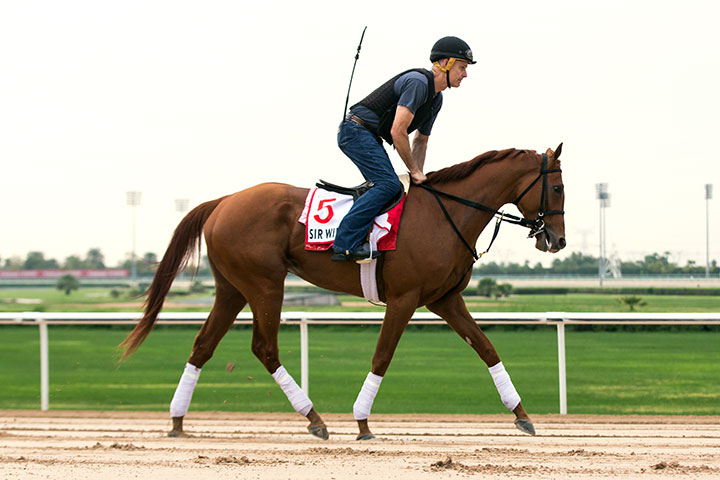 Sir Winston at Meydan Racetrack on March 22