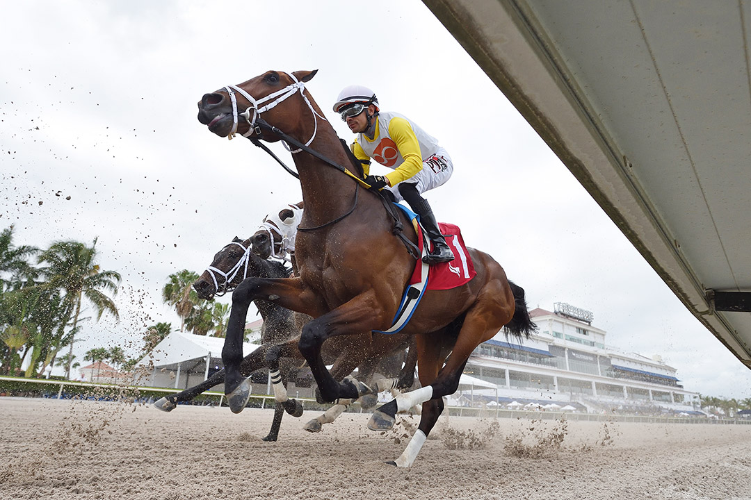 Skippylongstocking in a March 2 allowance at Gulfstream Park
