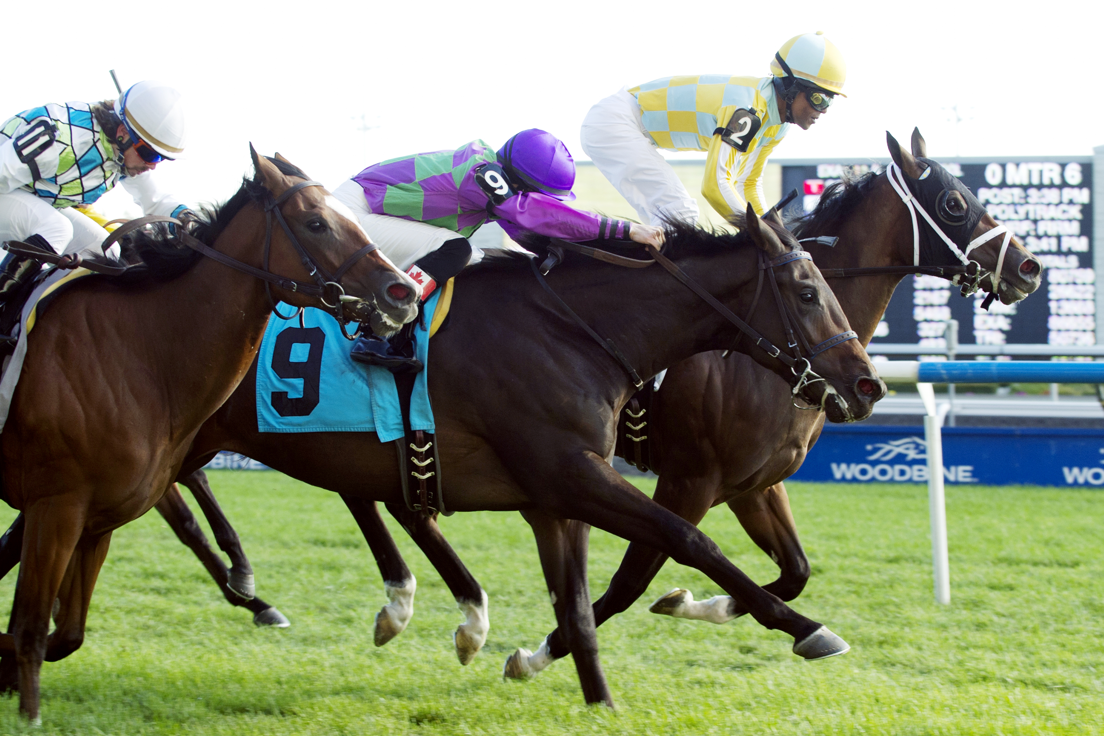 Sky Commander wins a maiden race in 2012