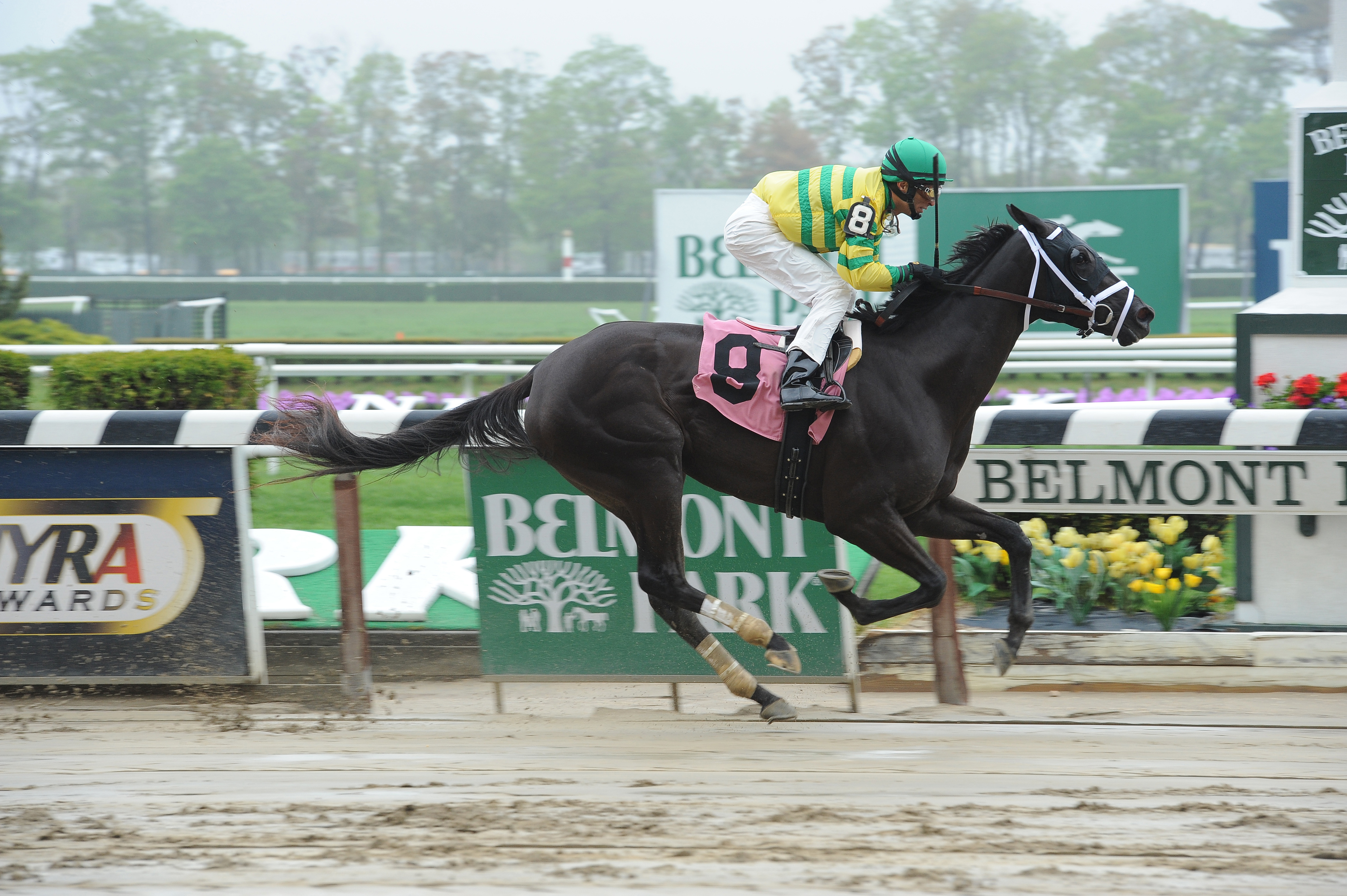 Skyfall wins an allowance race
