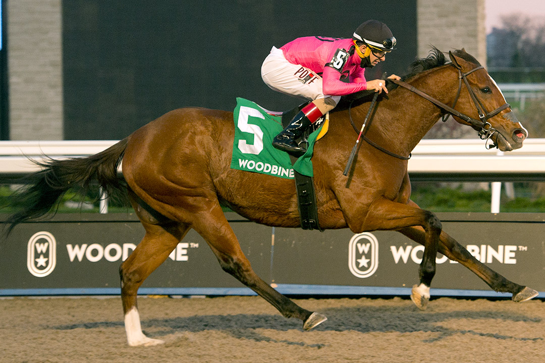 Skywire wins the 2020 Autumn Stakes at Woodbine