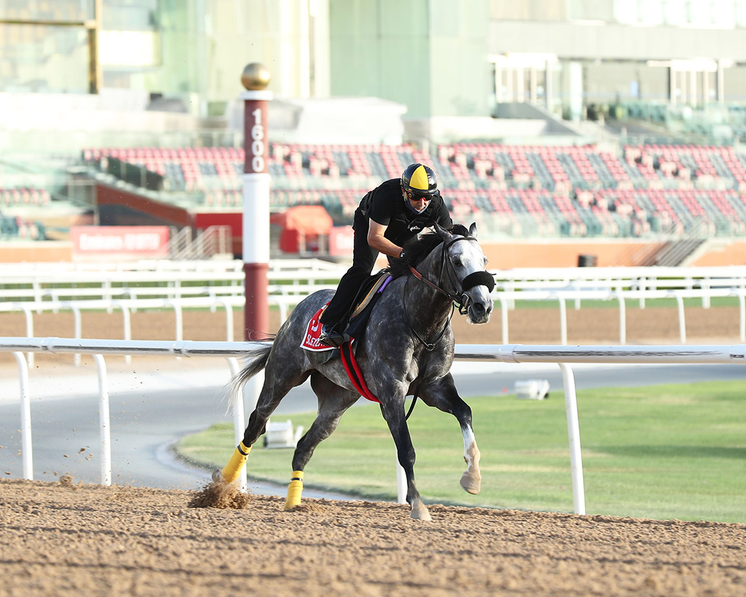 Sleepy Eyes Todd trains at Meydan Racecourse on March 22