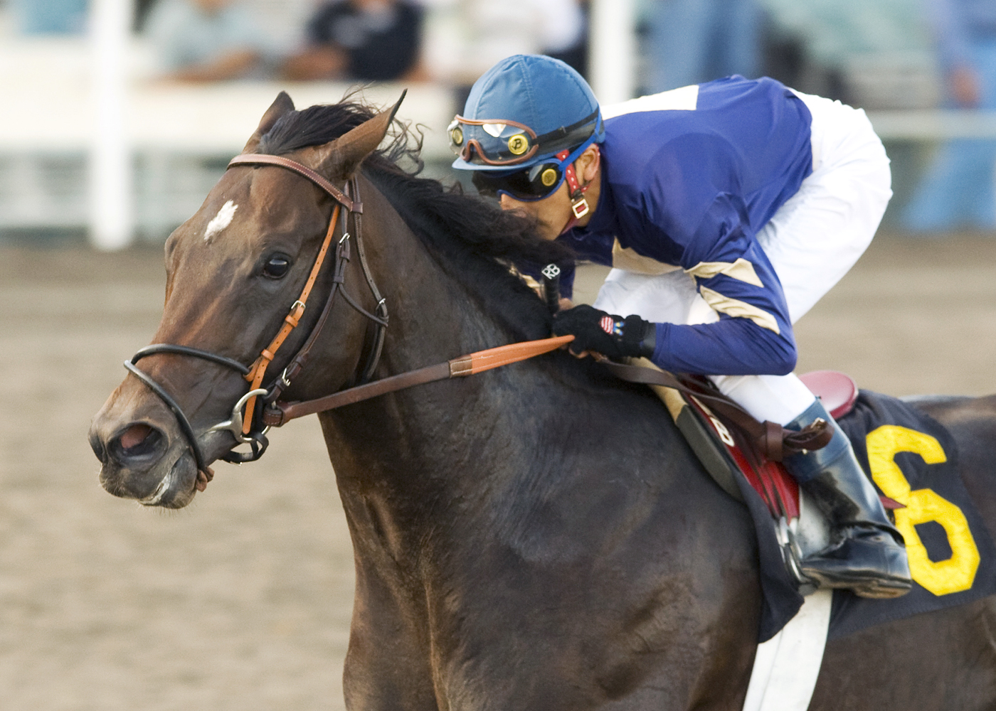 Slew's Tiznow wins the 2008 War Chant Stakes